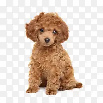 棕色泰迪狗狗-空若网 棕色泰迪狗狗-空若网