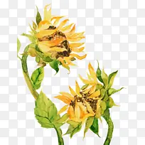水彩向日葵元素-空若网 水彩向日葵元素-空若网