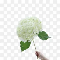 白色 绣球花-空若网 白色 绣球花-空若网
