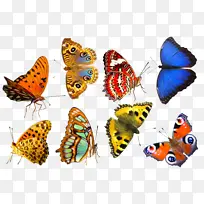 多彩蝴蝶免扣素材-空若网 多彩蝴蝶免扣素材-空若网