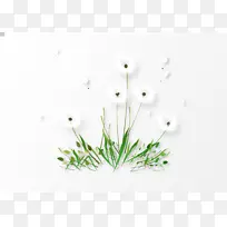 蒲公英白色素材-空若网 蒲公英白色素材-空若网