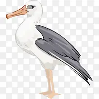 鸟 手绘动物 海鸟 动物-空若网 鸟 手绘动物 海鸟 动物-空若网