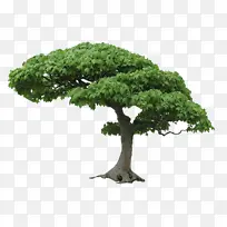 关于树的各种素材-空若网 关于树的各种素材-空若网