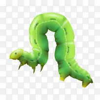 毛毛虫PNG图片-空若网 毛毛虫PNG图片-空若网