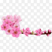 春天粉色桃花樱花矢量-空若网 春天粉色桃花樱花矢量-空若网