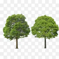 茂盛实物香樟树-空若网 茂盛实物香樟树-空若网