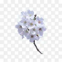 ����֦��ӣ��-������