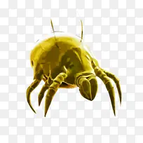 AI矢量螨虫-空若网 AI矢量螨虫-空若网