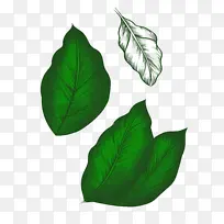 手绘绿色树叶-空若网 手绘绿色树叶-空若网