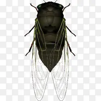 昆虫蝉PNG图片-空若网 昆虫蝉PNG图片-空若网