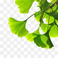 ��ɫ����Ҷ��֦-������