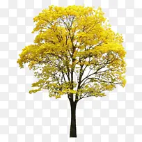 黄花风铃木,花,树,花树,植物-空若网 黄花风铃木,花,树,花树,植物-空若网