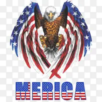 美国星条旗鹰-空若网 美国星条旗鹰-空若网