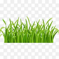 ��ɫ��С�ݲݲ�-������