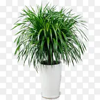 龙血树 龙须树 抠图-空若网 龙血树 龙须树 抠图-空若网