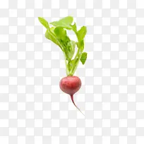 新鲜 蔬菜萝卜-空若网 新鲜 蔬菜萝卜-空若网