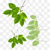 树叶绿叶树枝草,花,草,绿色,植物-空若网 树叶绿叶树枝草,花,草,绿色,植物-空若网