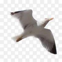 展翅高飞的鸟,-空若网 展翅高飞的鸟,-空若网