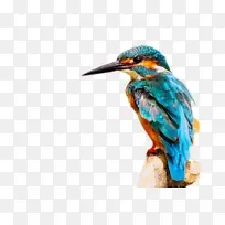 翠鸟免扣动物-空若网 翠鸟免扣动物-空若网