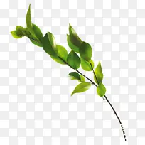 树叶素材免扣-空若网 树叶素材免扣-空若网