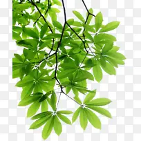 树叶树枝叶子-空若网 树叶树枝叶子-空若网