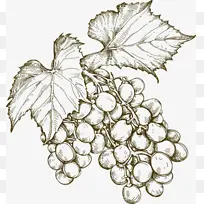 葡萄插画矢量-空若网 葡萄插画矢量-空若网