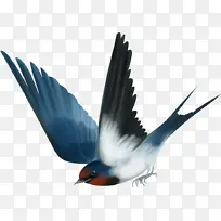 飞禽鸟类翅膀小鸟雀类-空若网 飞禽鸟类翅膀小鸟雀类-空若网