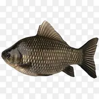 生鱼 水产品 水产 淡水鱼-空若网 生鱼 水产品 水产 淡水鱼-空若网