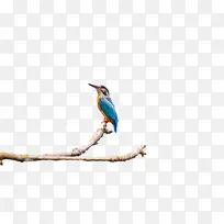 վ����֦�������С��-������