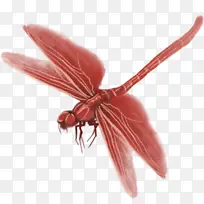 红色蜻蜓水墨风-空若网 红色蜻蜓水墨风-空若网