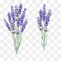 ��Ǧ�廭޹�²�-������