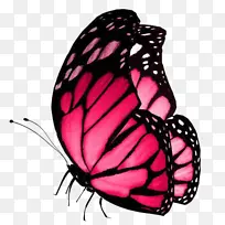 粉色翩翩起舞的蝴蝶-空若网 粉色翩翩起舞的蝴蝶-空若网