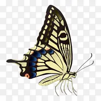 彩色蝴蝶昆虫PNG图片-空若网 彩色蝴蝶昆虫PNG图片-空若网