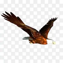 野生动物禽类飞鸟矢量老鹰-空若网 野生动物禽类飞鸟矢量老鹰-空若网