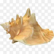 黄色的贝壳图片-空若网 黄色的贝壳图片-空若网