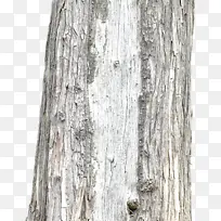 老杨树的树杆-空若网 老杨树的树杆-空若网