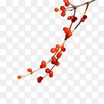 红豆枝 相思数红豆 红豆生南国-空若网 红豆枝 相思数红豆 红豆生南国-空若网