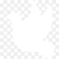白色和平鸽-空若网 白色和平鸽-空若网