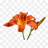 橙色百合花朵-空若网 橙色百合花朵-空若网