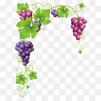 红色葡萄水果-空若网 红色葡萄水果-空若网