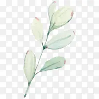 ֲ���Ҷ����֦���ֻ滨֦-������