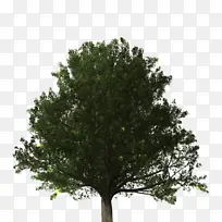 树,松树,杨树-空若网 树,松树,杨树-空若网