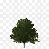 树木 杨树 松树 参天巨树 古树-空若网 树木 杨树 松树 参天巨树 古树-空若网