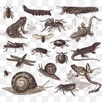 矢量手绘昆虫合集-空若网 矢量手绘昆虫合集-空若网