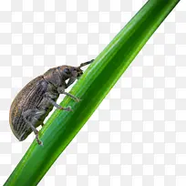 一只爬行的昆虫-空若网 一只爬行的昆虫-空若网