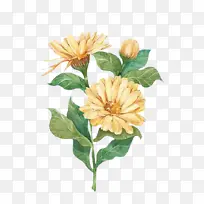金盏菊花插画 。-空若网 金盏菊花插画 。-空若网