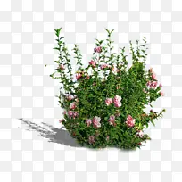 绿化花丛素材-空若网 绿化花丛素材-空若网