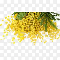 澳洲国花 金合欢-空若网 澳洲国花 金合欢-空若网