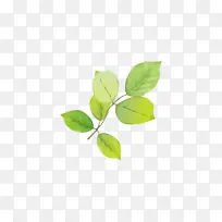 �ֻ���Ҷ��֦͸�����ز�-������