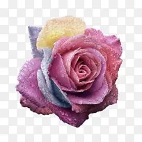 ¶���߲�õ�廨��-������